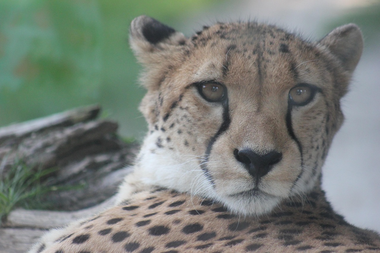 Cheetah Predator Animal Free photo on Pixabay Pixabay