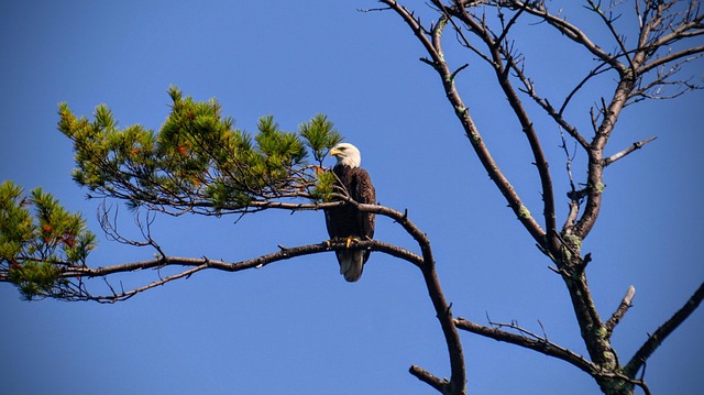 Free Eagle Bird photo and picture