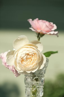 Free Roses Vase photo and picture