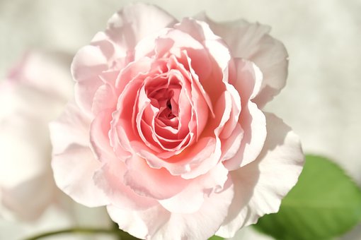 Free Rose Pink photo and picture