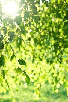 Free Tree Leaves photo and picture