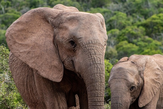 Free Elephant Tusks photo and picture