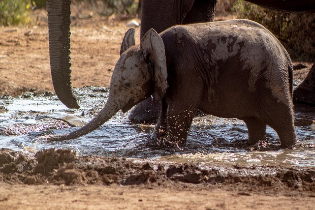 Free Elephants Animals photo and picture