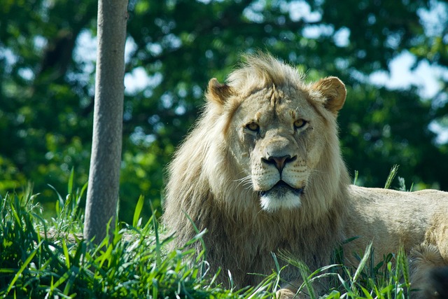 Löwe, Katzenartig, Raubtier, Tier