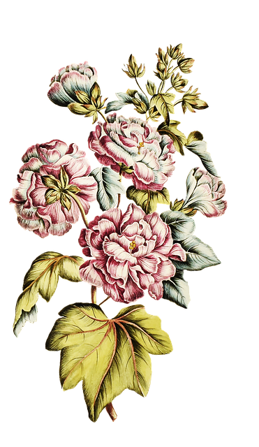 Free hibiscus nature pink illustration