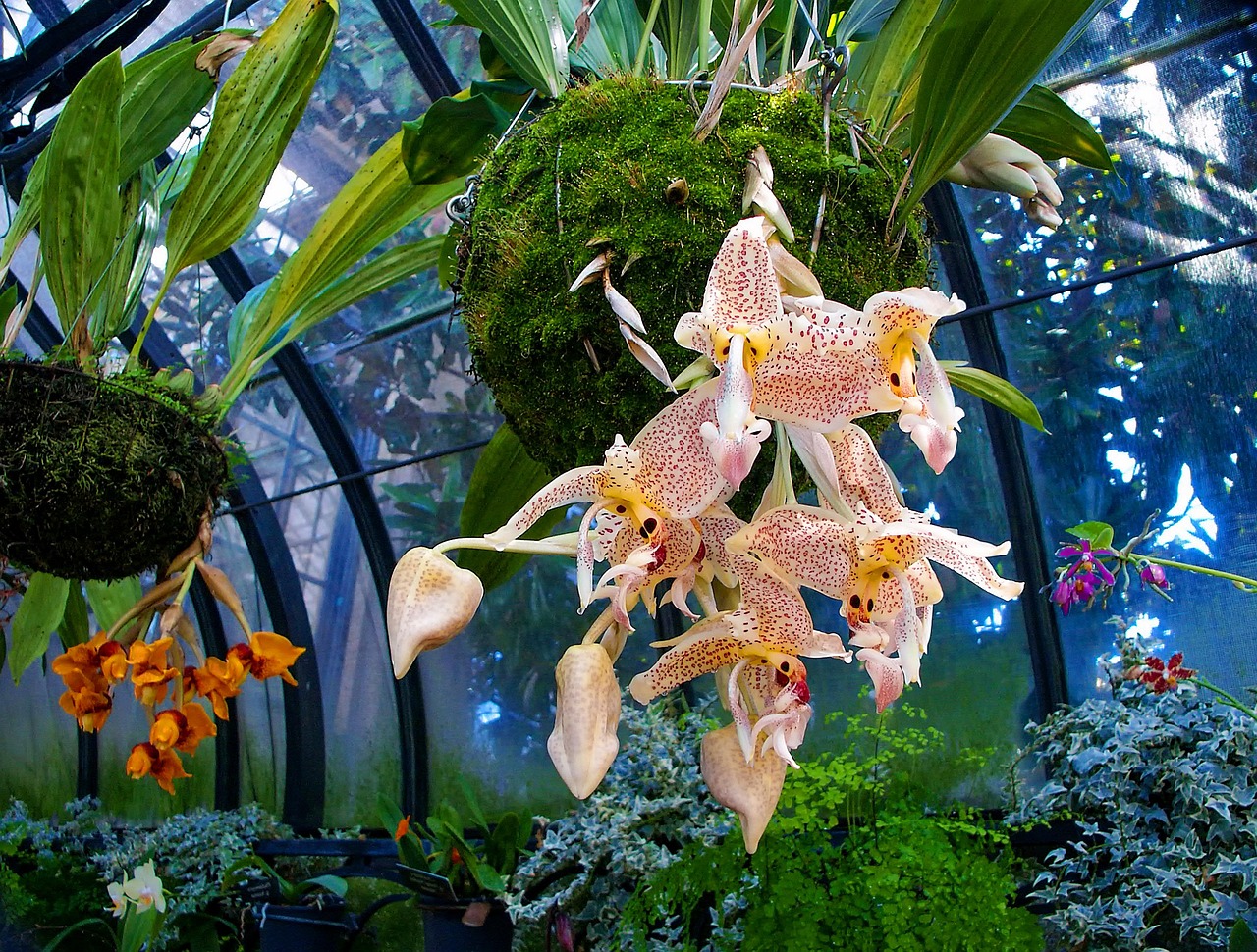 兰花 花 植物 - Pixabay上的免费照片 - Pixabay