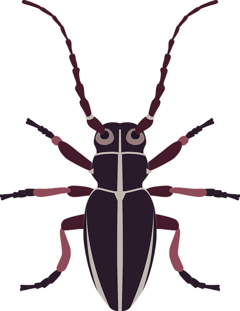 Free beetle insect bug vector