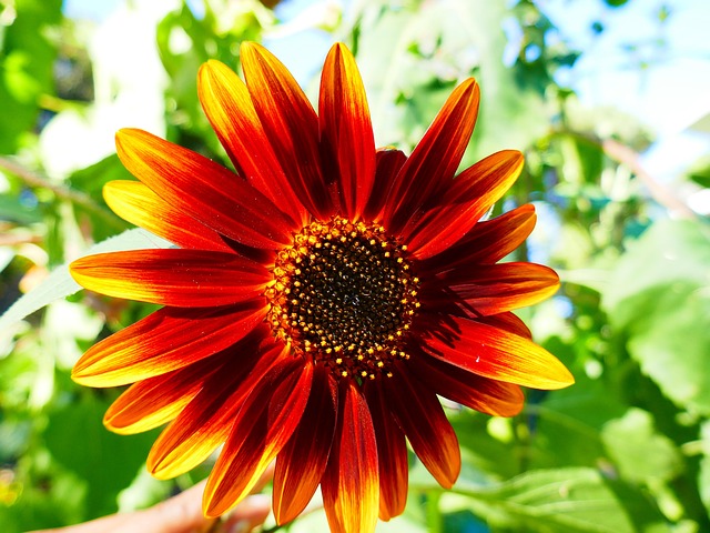 Sunflower Yellow Flower - Free photo on Pixabay - Pixabay