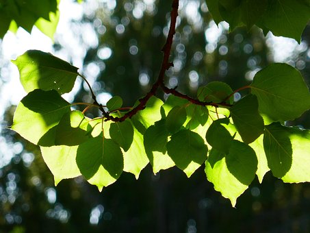 Free Leaves Nature photo and picture