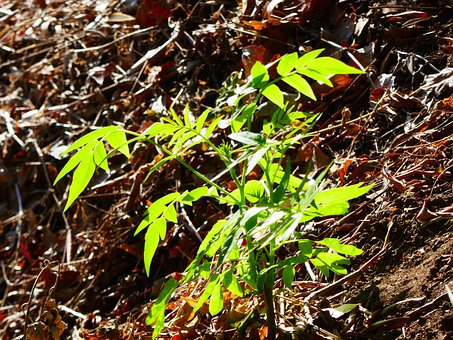 Free Leaves Nature photo and picture