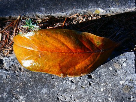 Free Leaf Autumn photo and picture