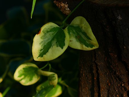 Free Leaves Nature photo and picture