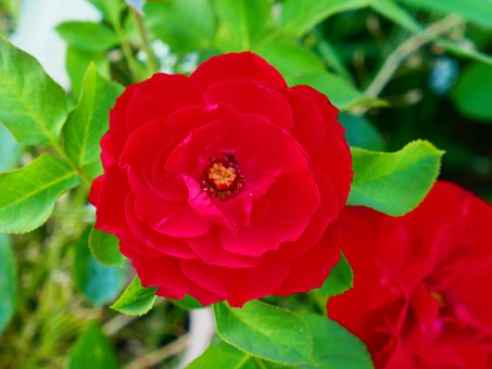 Free Rose Flowers photo and picture