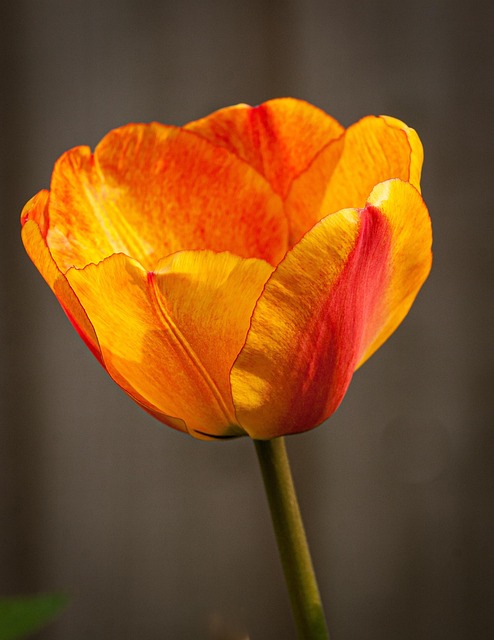 Tulpe, Blume, Orange Tulip, Blumentapete
