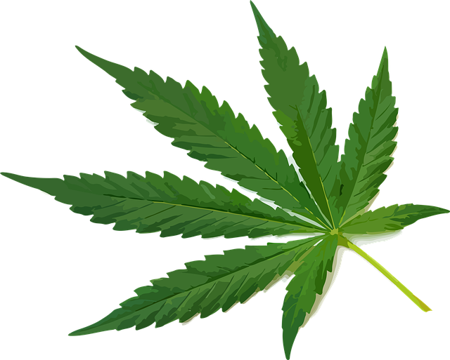 Ukrudtsplante, Ganja, Plante, Urt, Grøn