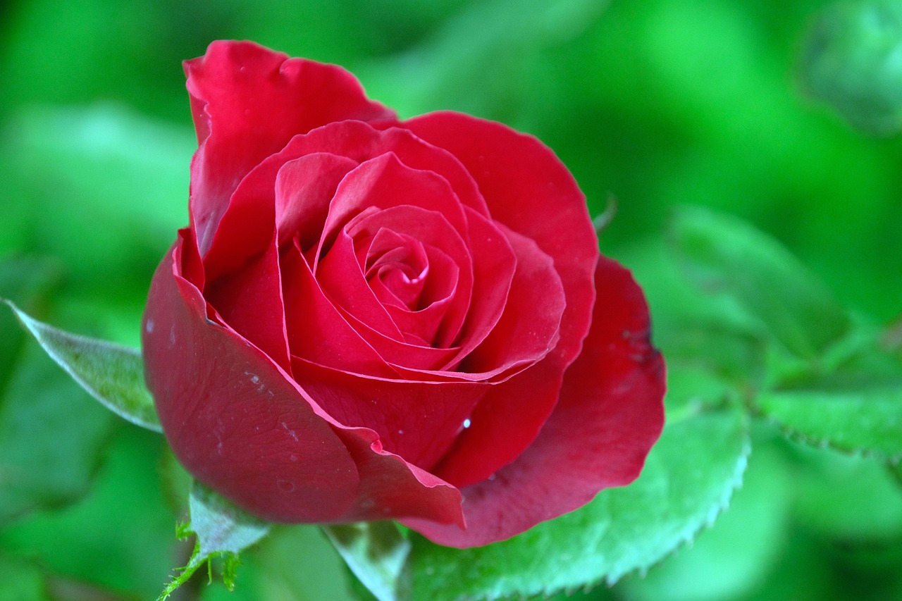 Flower Rose Petals - Free photo on Pixabay
