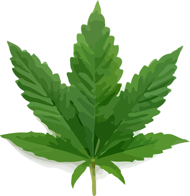 Ukrudtsplante, Ganja, Plante, Urt, Grøn