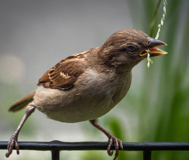 Free Bird Sparrow photo and picture