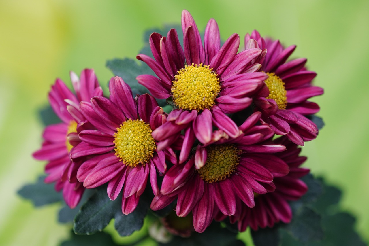 Chrysanthemums Flowers Purple Free photo on Pixabay Pixabay
