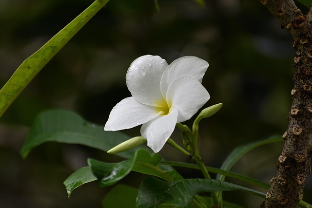 Bloem, Plumeria, Plantkunde, Bloom