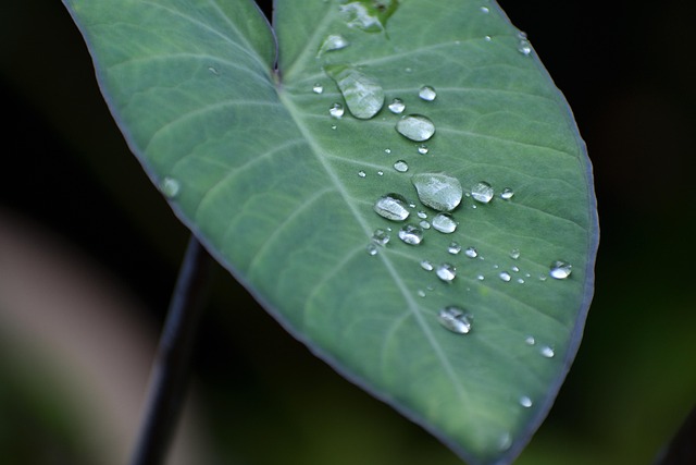Blad, Druppels, Regen, Gebladerte