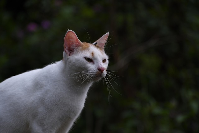 Kat, Huisdier, Dier, Natuur, Zoogdier