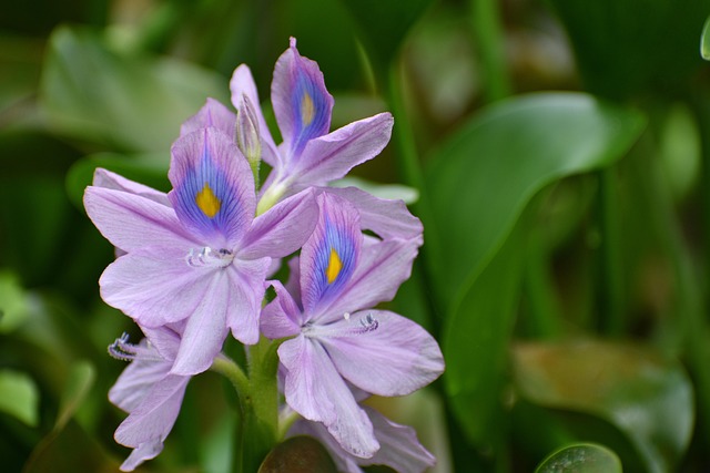 Bloem, Waterhyacint, Plantkunde