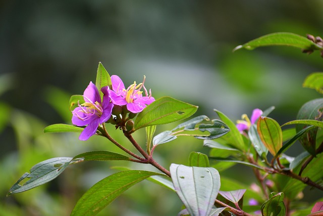 Bloem, Mooie Bloemen, Bloom, Plantkunde