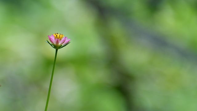 Bloem, Bloem Achtergrond, Bloom
