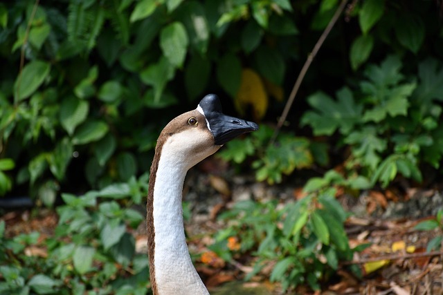 Vogel, Gans, Ornithologie, Natuur, Dier