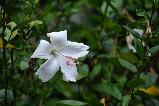 Hibiscus, Bloem, Bloem Achtergrond