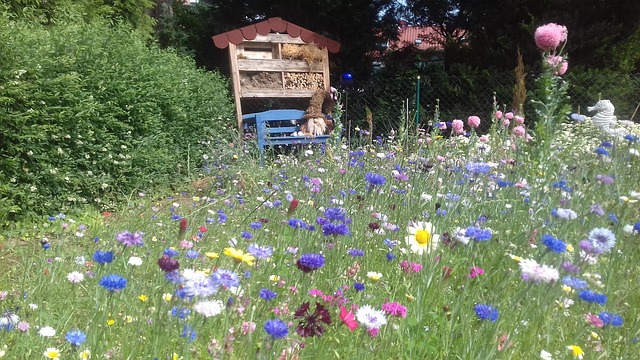 Blumenwiese, Kornblumen, Flora, Wiese