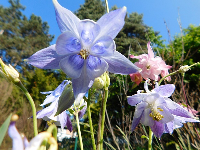 Akelei, Blumen, Flora, Fauna