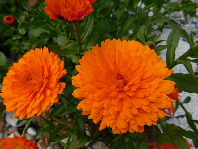 Calendula, Blume, Ringelblume