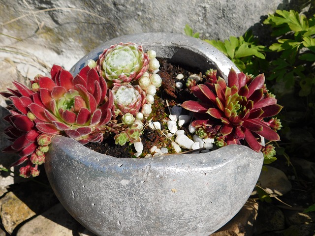 Sempervivum, Hauswurz, Sukkulente, Natur
