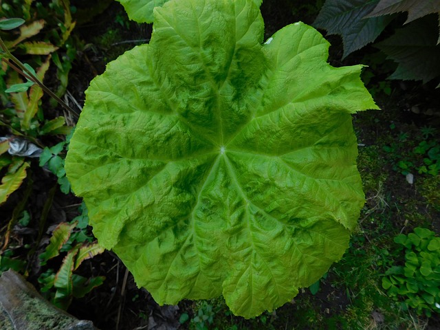 Rodgersia Tabularis, Grünblatt, Pflanze