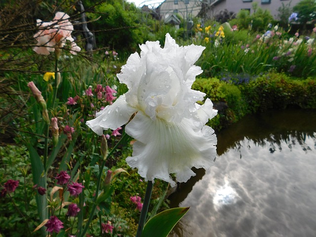 Iris, Schwertlilie, Schwertliliengewächs