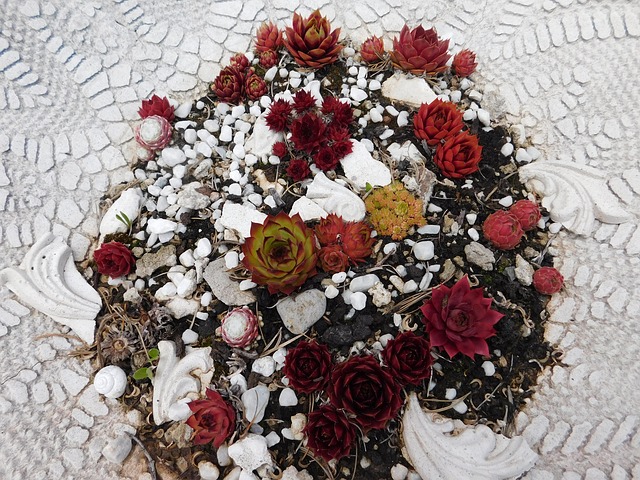 Hauswurz, Sukkulenten, Sempervivum