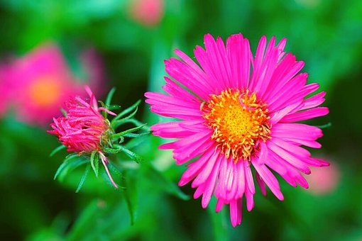 Áster, Flor, Planta, Flor Rosa, Pétalas