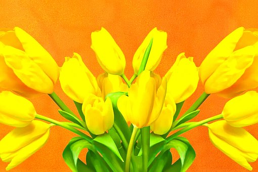 Tulipa, Flor De Tulipa, Tulipas