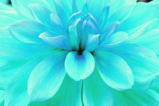 Flor, Flores Bonitas
