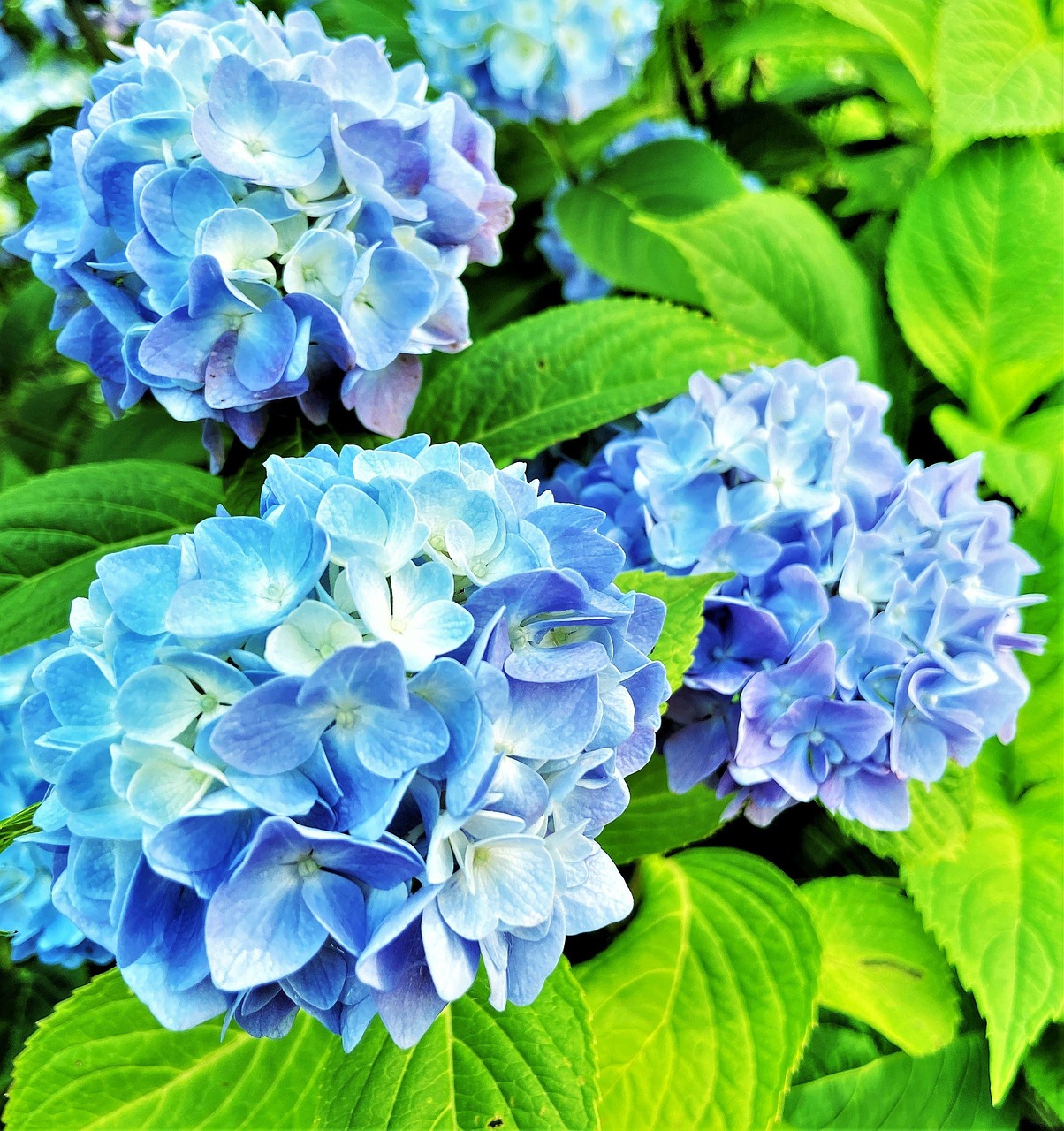 紫陽花画像ダウンロード – あじさい 画像 フリー – PQOH
