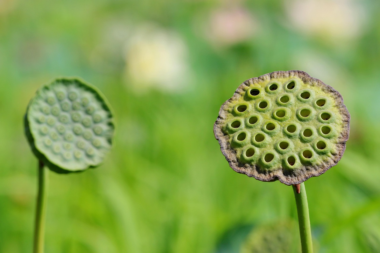 Lotus Seed Pod Plant - Free photo on Pixabay