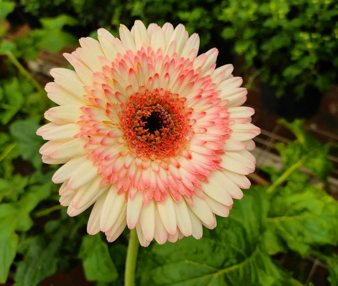 Barberton Daisy Flower Plant Free photo on Pixabay Pixabay