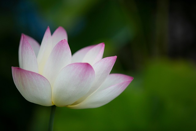 Free Lotus Flower photo and picture