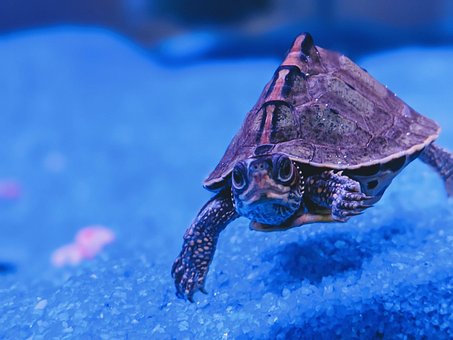 Free Turtle Underwater photo and picture