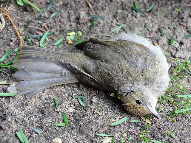 100+ Free Dead Bird & Bird Images - Pixabay