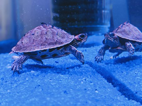 Free Turtle Underwater photo and picture