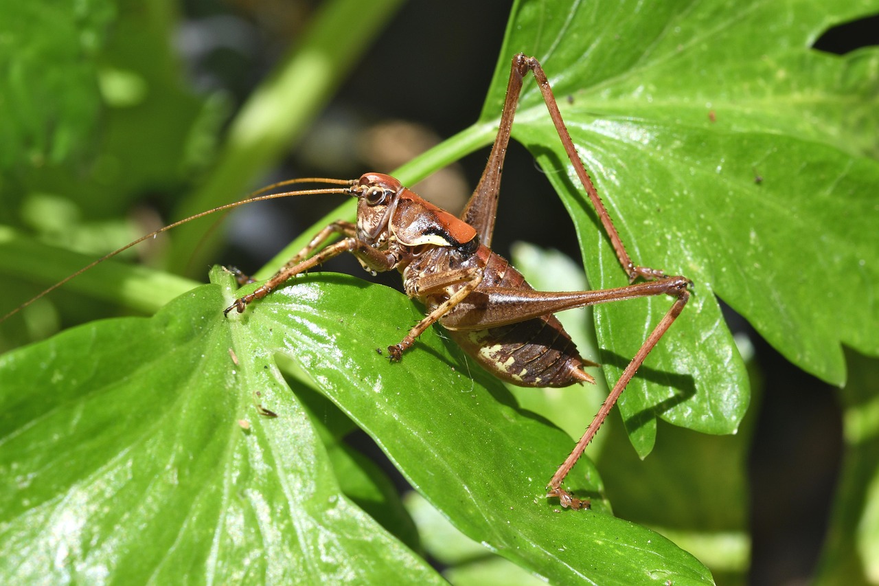 Cricket Insect Nature - Free photo on Pixabay