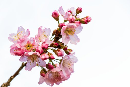 Bloemen, Kersebloesem, De Lente